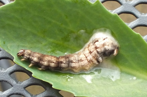 Deceased caterpillar Copyright: Peter Pearson