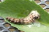 Deceased caterpillar 