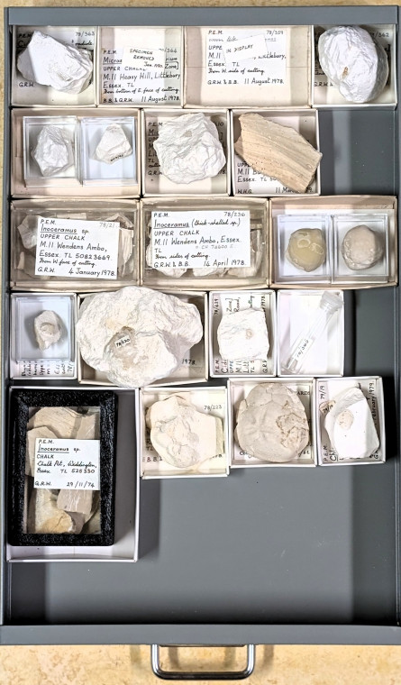 Chalk Fossils Littlebury M11 1978 Drawer 1 Copyright: Essex Field Club M11 1978