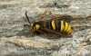 Sesia apiformis  Hornet Moth