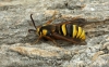 Sesia apiformis  Hornet Moth Copyright: Graham Ekins