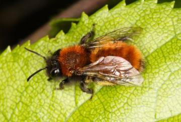 Andrena fulva Copyright: Peter Harvey