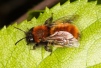 Andrena fulva Copyright: Peter Harvey