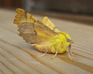 Canary Shouldered Thorn Copyright: Stephen Rolls