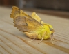 Canary Shouldered Thorn 