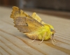 Canary Shouldered Thorn