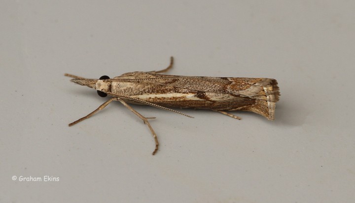 Agriphila geniculea 4 Copyright: Graham Ekins