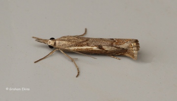 Agriphila geniculea 4 Copyright: Graham Ekins