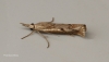 Agriphila geniculea 4