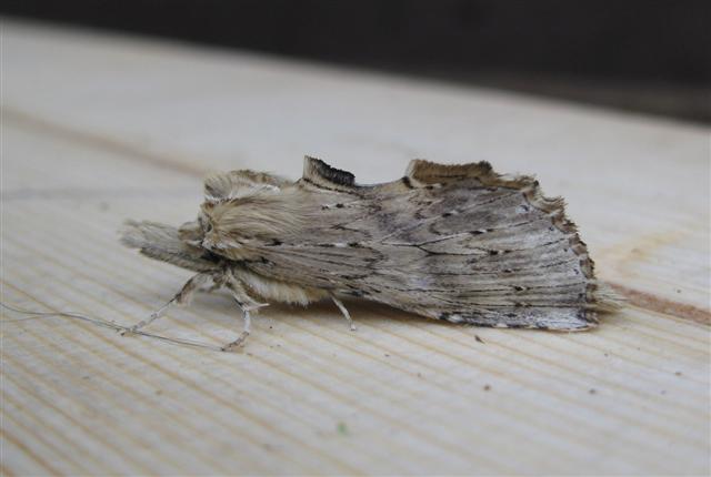 Pale Prominent 2 Copyright: Stephen Rolls