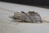 Pale Prominent 2 