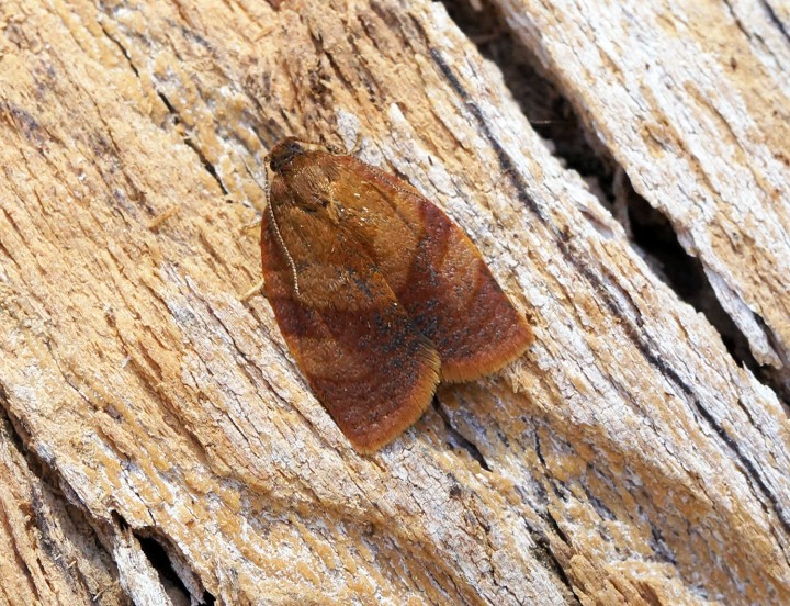 Cacoecimorpha pronubana (Male) Copyright: Ben Sale