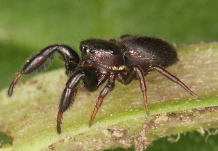 Sibianor aurocinctus male Copyright: Peter Harvey