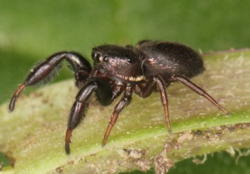 Sibianor aurocinctus male Copyright: Peter Harvey