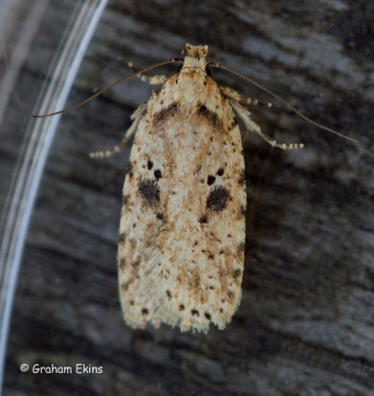 Agonopterix arenella 3 Copyright: Graham Ekins