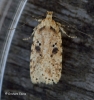 Agonopterix arenella 3 Copyright: Graham Ekins