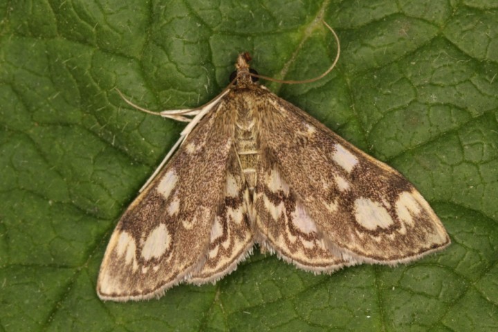 Anania coronata Copyright: Peter Harvey