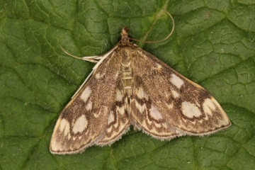 Anania coronata Copyright: Peter Harvey