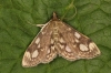 Anania coronata