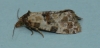 Cochylis molliculana 2