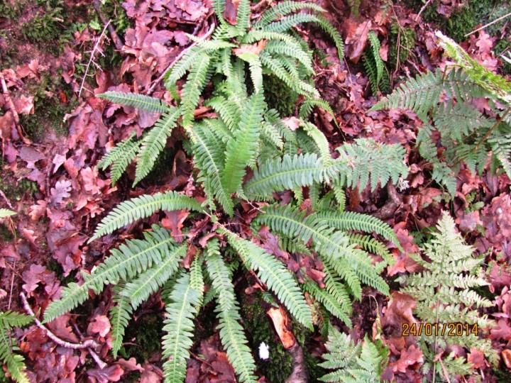 Hard Fern Copyright: Graham Smith