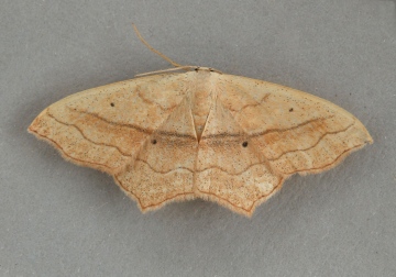 Small Blood-vein   Scopula imitaria Copyright: Graham Ekins