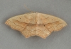 Small Blood-vein   Scopula imitaria Copyright: Graham Ekins