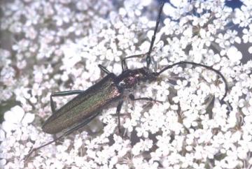 Aromia moschata Copyright: Peter Harvey