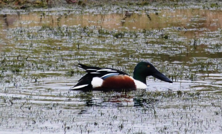 Shoveler Copyright: Graham Smith