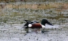 Shoveler 