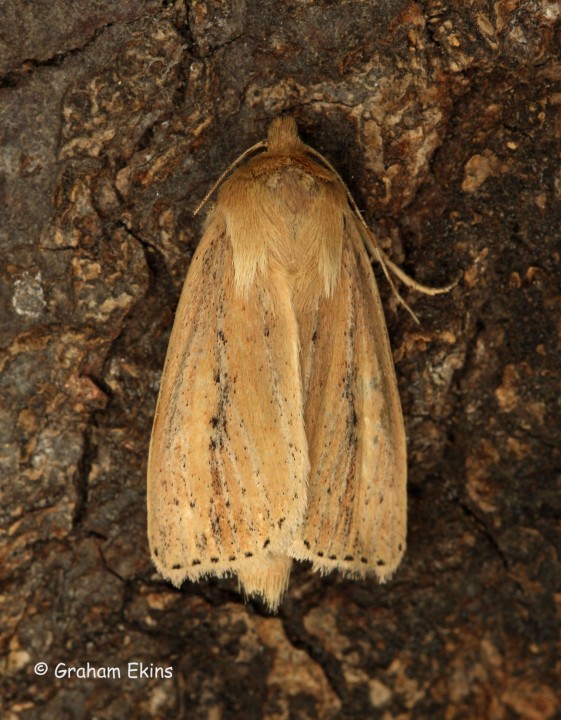 Globia sparganii  Webb's Wainscot 2 Copyright: Graham Ekins