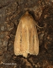 Globia sparganii  Webb's Wainscot 2