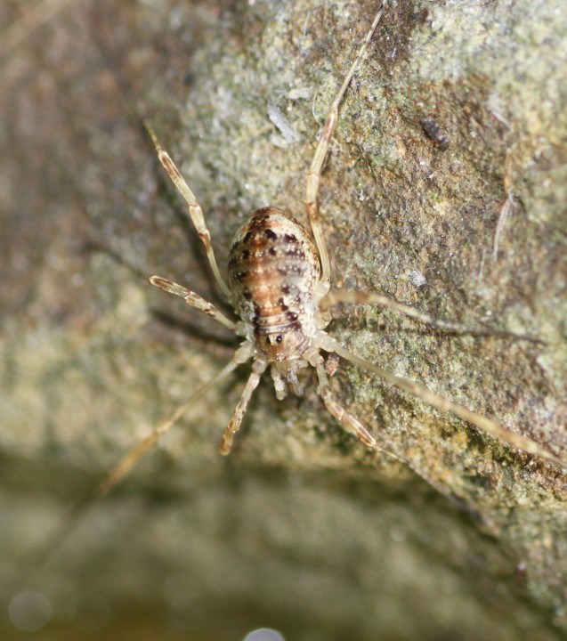 Paroligolophus agrestis 3rd October 2014 Copyright: Colin Humphrey