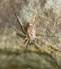 Paroligolophus agrestis 3rd October 2014 Copyright: Colin Humphrey