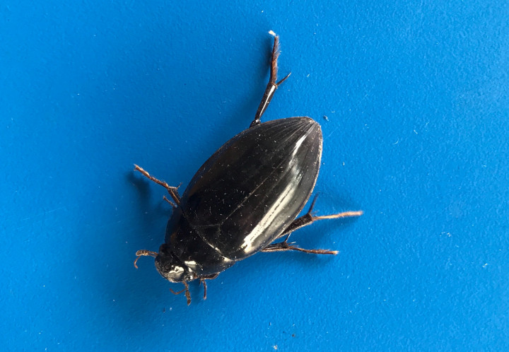 Great Silver Water Beetle Copyright: Glen Moore