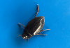 Great Silver Water Beetle Copyright: Glen Moore