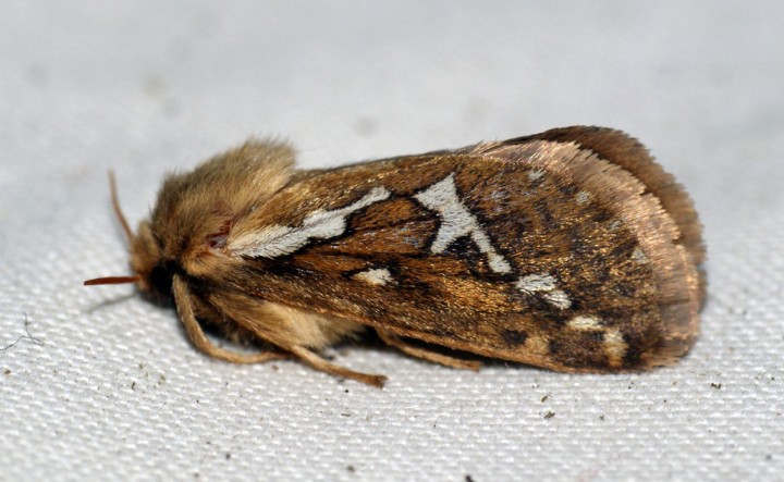 Common Swift 3 Copyright: Ben Sale