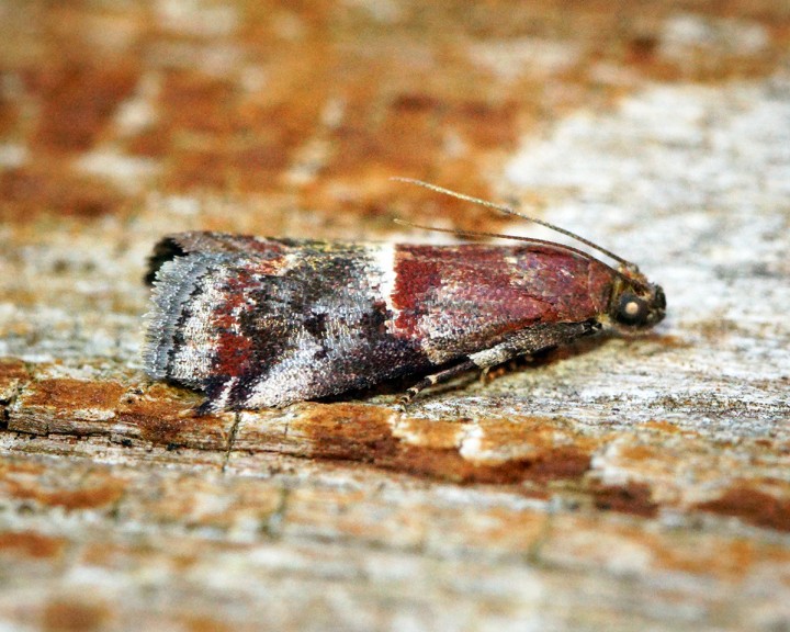 Acrobasis marmorea 3 Copyright: Ben Sale