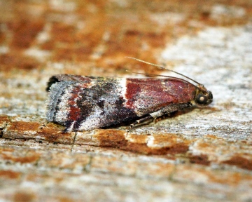 Acrobasis marmorea 3 Copyright: Ben Sale