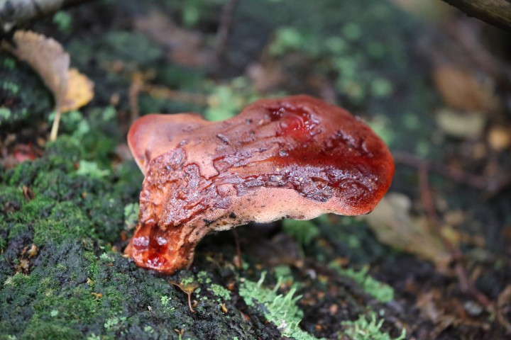 Beefsteak Fungus Copyright: Urszula Juziuczuk