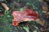 Beefsteak Fungus 