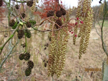 Alder Catkins Copyright: Graham Smith