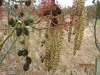 Alder Catkins 