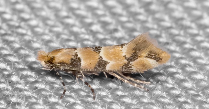 Phyllonorycter trifasciella 22-09-2020 Copyright: Bill Crooks