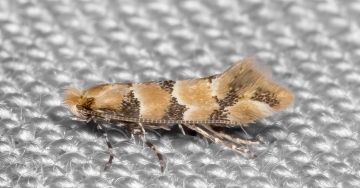 Phyllonorycter trifasciella 22-09-2020 Copyright: Bill Crooks