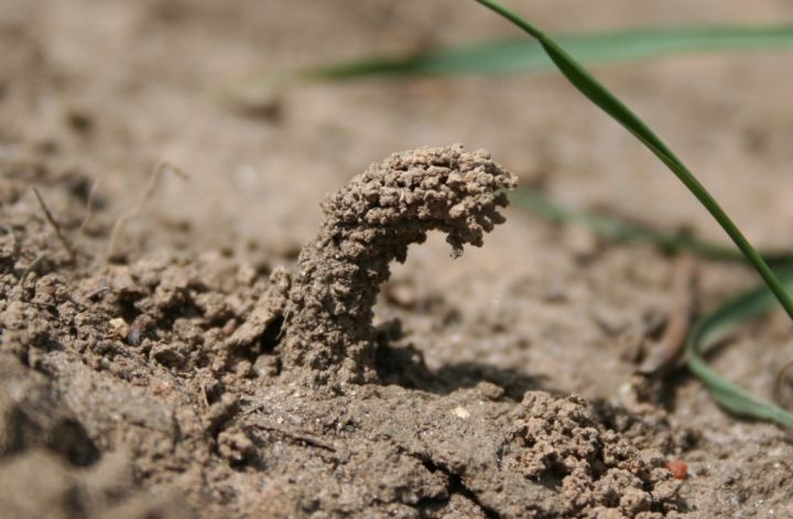 Odynerus spinipes chimney Copyright: Peter Harvey