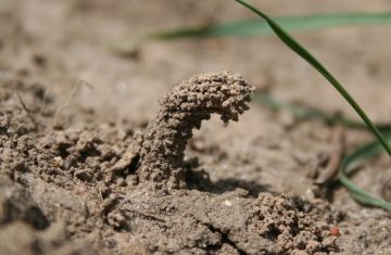 Odynerus spinipes chimney Copyright: Peter Harvey