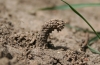 Odynerus spinipes chimney Copyright: Peter Harvey