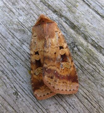 Ingrailed Clay. Copyright: Stephen Rolls