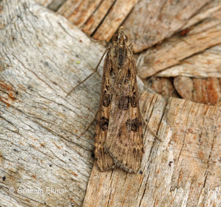 Nomophila noctuella 3 Copyright: Graham Ekins